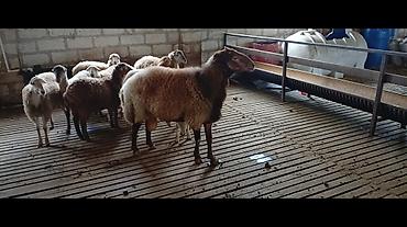 itlerin ucuz qiymete satisi: Damazlıq qoç satılır. İri cüssəli, sağlam görkəmli, sürü üçün uyğun — 1