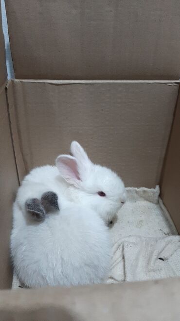 Другие животные: Продаются кролики( их 2) маленькие еще. цену предложете вы👌