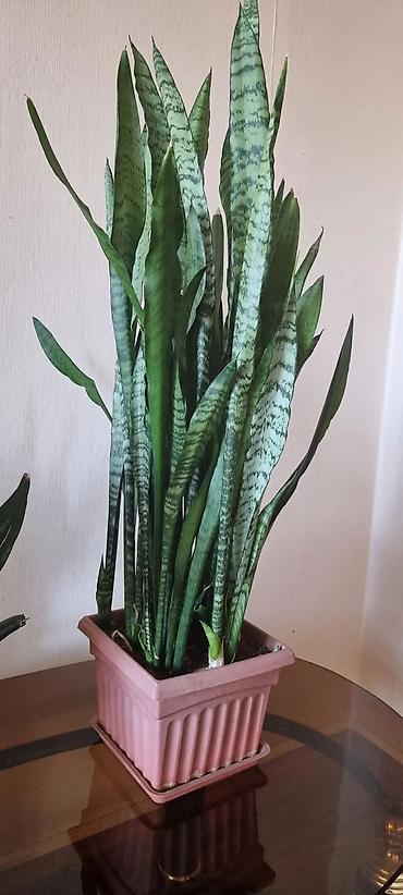 Детские ходунки: Декор Много всего разного от книг до комнатных растений Посуда бутыль — 20