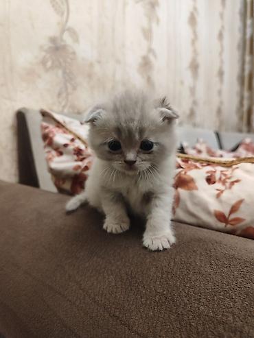 Pişiklər: Britan — 8