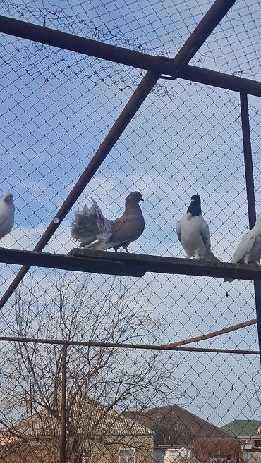 Göyərçinlər: Satılır — 8