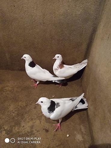 ağ baliq: Ünvan Maştağa Ağ rəng üstünlüklü, boyun və quyruq hissəsində — 3
