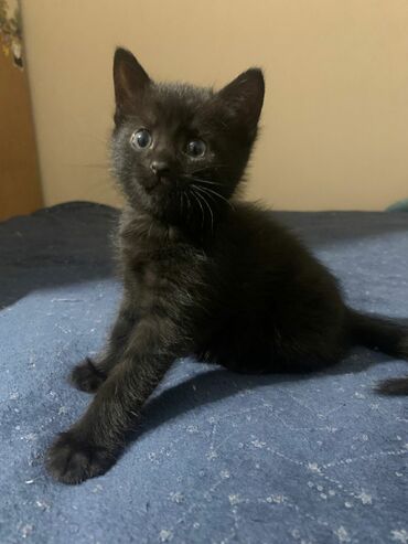 сколько стоит немецкий шпиц: Кошка даром: Беспородная, 3 месяца, Девочка