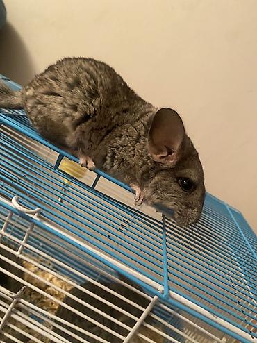Шиншиллы: ГОТОВЫ К БРОНИРОВАНИЮ 3 ШИНШИЛЛЫ 2 мальчика1 девочка Дата рождения — 8