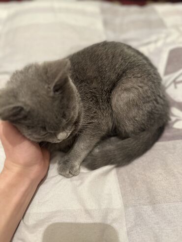 сколько стоит британская короткошёрстная кошка: Мышык бекер берилет: Британ кыска жүндүү, 4 айлык, Ургаачы, Эмделген
