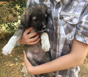 Отдам даром собаку: Ищем дом для щеночков🐶🐶🐶, обработаны, проглистованы