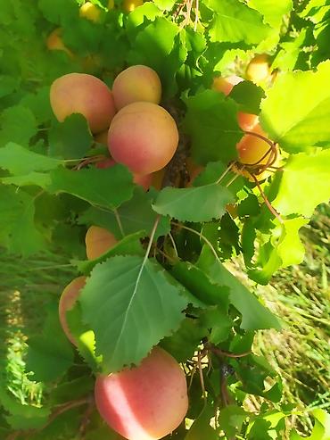 Продажа сельхоз предприятий: Питомник растений, 300 соток, Действующий, Без оборудования, Холодная вода — 5