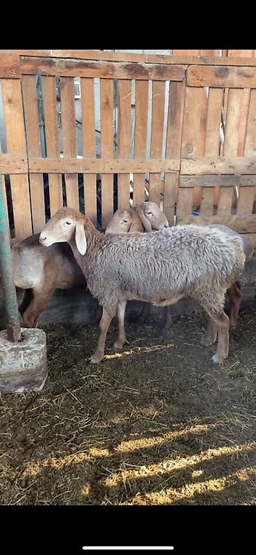 Продаю | Овца (самка) | Для разведения | Матка at lalafo.kg — 5 Продаю | Овца (самка) | Для разведения | Матка — 5