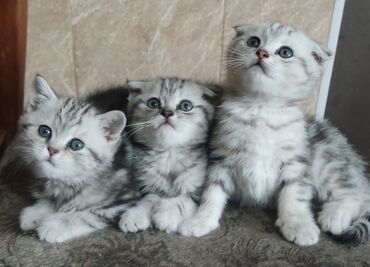Коты: Чистокровные Шотландские котята, г. Токмак, родились 2.03.2024