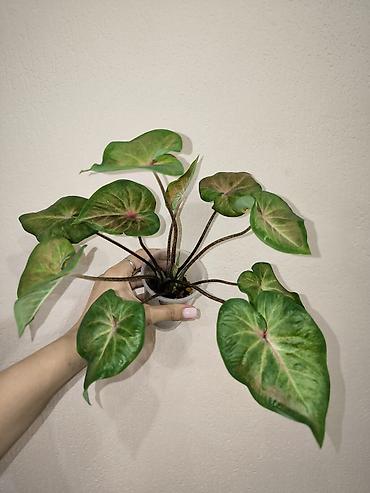 цветы каракол: В наличии Каладиумы (Caladium) с Тайланда. Яркие расцветки. Недорого — 4
