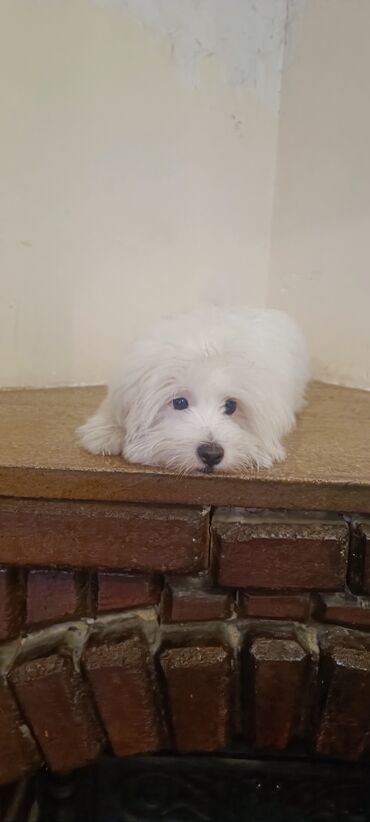 собака в добрые руки: Мальтийская болонка, 4 месяца, Самец, С прививками, Самовывоз, Платная доставка