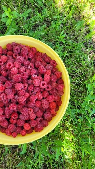 купить рассаду клубники фриго: Малина Оптом