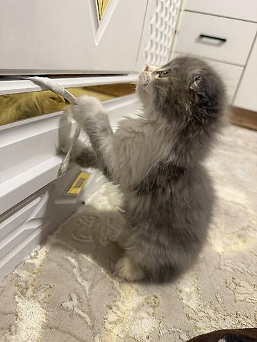 Продажа кошек: Шотландский вислоухий котёнок (длинношёрстный), окрас: серый с белым — 3