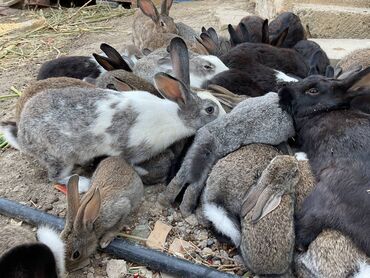 dovşan şəkili: Dovşan sürüsü satılır. 5 manatdan 8 manata qədər. 60 ədədə qədər var