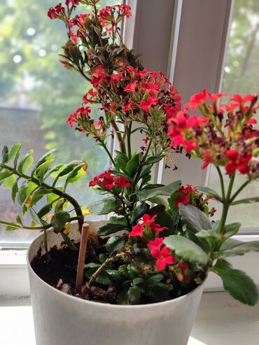 комнатные растения цветы: Коланхое два цвета по 300 сом