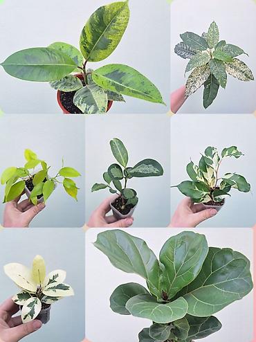 🪴 Фикусы разных сортов в продаже. 🌿 Названия сортов и цены указаны на