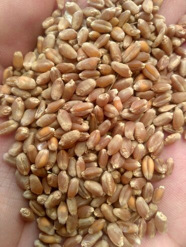 Животные: Пшеница местная буудай на корм. Оптом торг. Семенная пшеница сорт