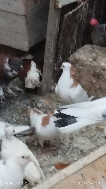 ağ quyruqlar: Məhsul: Ev göyərçinləri kolleksiyası HƏR NOVDƏ GÖYƏRÇIN VAR — 2