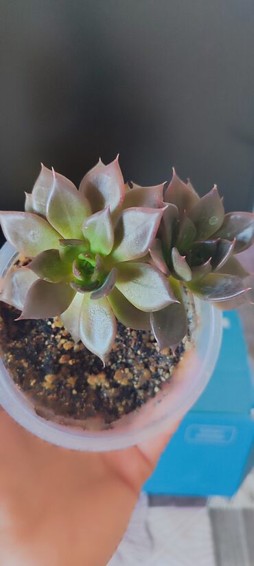 Другие комнатные растения: Бишкек мкрн Кок Жар и рабочий городок! Пеларгония карликовая - — 15