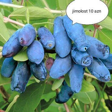 Toxumlar və çöl bitkiləri: Jimolost meyvesi Rusiyadan gəlib agaclar şəkərin təzyiqin dermani