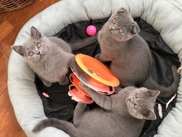 Pişiklər: Şotland, Dişi, Erkək, Ünvandan götürmə — 30