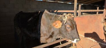 продажа домашних кур: Продаю | Тёлка | Алатауская | Для разведения, Для молока | Нетель, Стельные