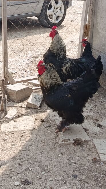 Digər quşlar: Xoruz Brama sortu 1 illik sağlamdır