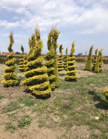Şitillər: Dekartiv və meyvə ağacları istenilen sayda ve istenilen növde var — 14