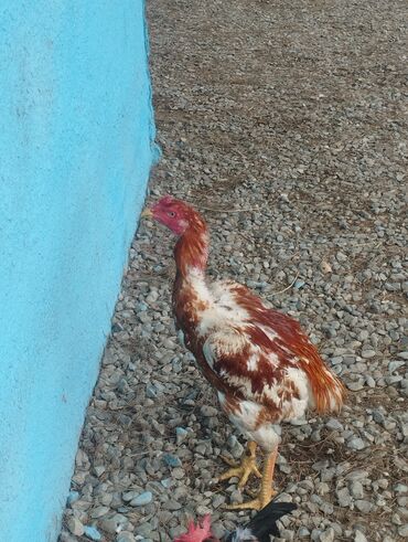 Xoruzlar: Aseel tipli uzunayaqlı cücərti/ceylək xoruz - Uzun və güclü sarı — 5