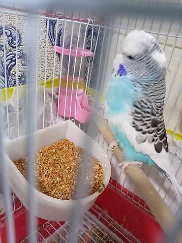Nəcmi budgerigar (ağ-mavi rəngli, zolaqlı) qəfəs ilə birlikdə