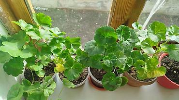 Герани и пеларгонии: Сортовой герандар сатылат. Баасы келишим турдо 300 сомдон жогору. - — 3