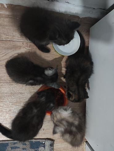 black cat: Скотиш Фолд (Шотландская вислоухая), 2 месяца, Мальчик, Серый, Приучена к лотку — 6