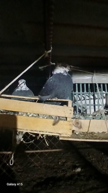 Птицы: Голуби декоративные (несколько особей) - Породы/типы: украшенные — 8