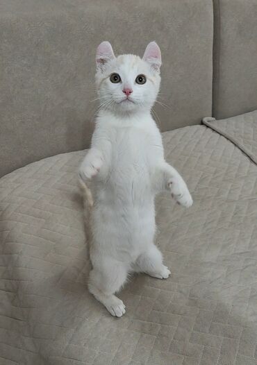 Продажа кошек: Американский кёрл, 3 месяца, Мальчик, Белый, Приучена к лотку — 6