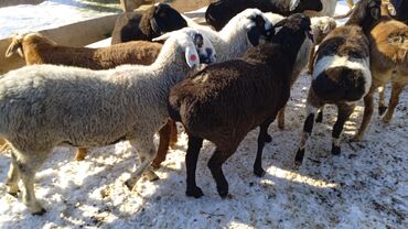 Бараны, овцы: Продаю | Баран (самец) | Полукровка | Для разведения | Кастрированные — 4