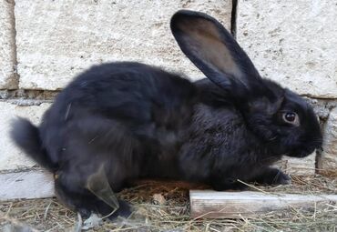 Dovşanlar: ALMAN PYOSTER və RİZEN CİNS DOVŞANLAR SATILIR. Pyoster-Xallı erkəy 6 — 11