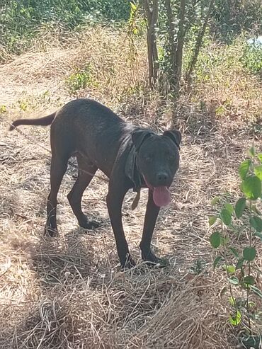 Heyvanlar üçün mallar: Pitbul, 7 ay, Erkek, Ünvandan götürmə