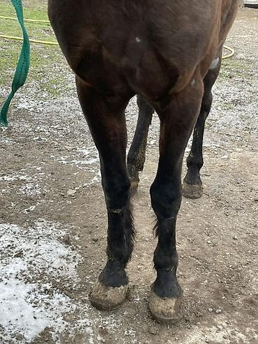 Лошади, кони: Продаю | Конь (самец) | Полукровка — 16