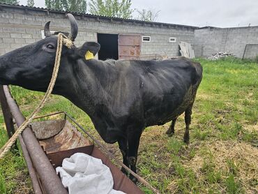 животные корова: Продаю | Корова (самка) | Голштин | Для молока