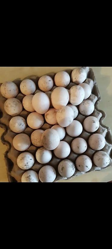 Двуспальные кровати: Кровать двух спальная светлая новая + матрас диван новый — 9