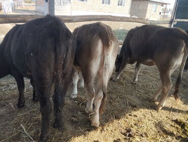 продаю музоо торпок корова самка бык самец айрширская ангус алатауская на забой для разведения на откорм племенные нетель привязанные: Сатам | Музоо | Бордоп семиртүү үчүн | Байланган