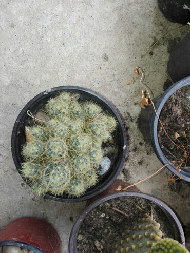 Houseplants: Kaktus