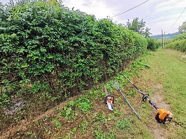 tomos testera: Šišanje žive ograde i puzavica Usluga Bgd samo fotke i dogovor — 4