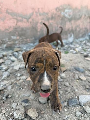 İtlər: Pitbul, 1 ay — 12
