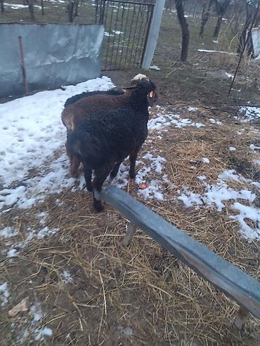 Баран, овца: Продаю | Овца (самка) | Для разведения at lalafo.kg — 1 Баран, овца: Продаю | Овца (самка) | Для разведения — 1