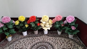 Комнатные розы: Комнатные розы — 2