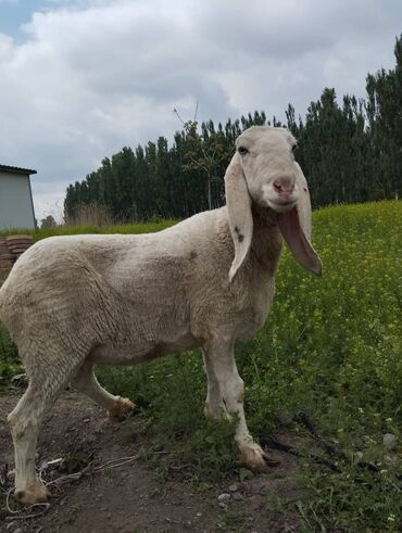 чип для животных: Овцы редкой породы Долан❗❗ Доланы имеют изогнутые носы, длинные уши и