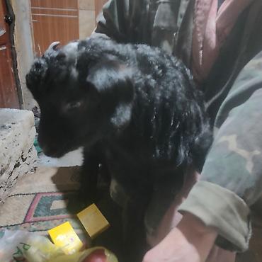 Другие животные: Козлёнок 1 месяц крупный 11 тыс. черный . есть белые. порода — 1