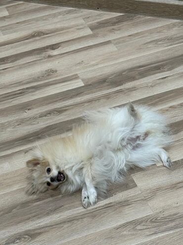 İtlər: Şpitz — 9