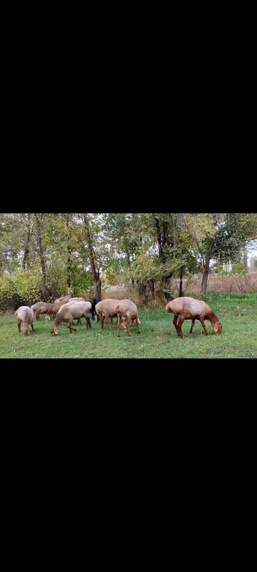 продам барана: Ассаляму алейкум жамаат, 7 баш соолук сатылат, же малолитражка